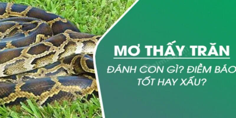mơ thấy trăn