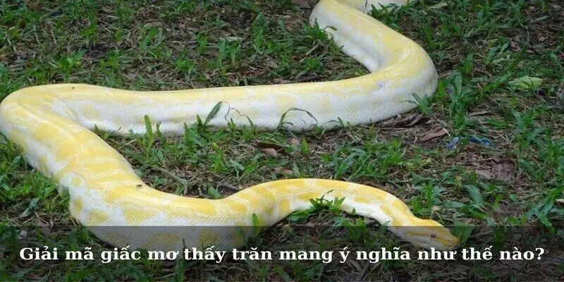 Giải mã giấc mơ thấy trăn mang ý nghĩa như thế nào?