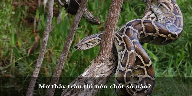 Mơ thấy trăn thì nên chốt số nào?