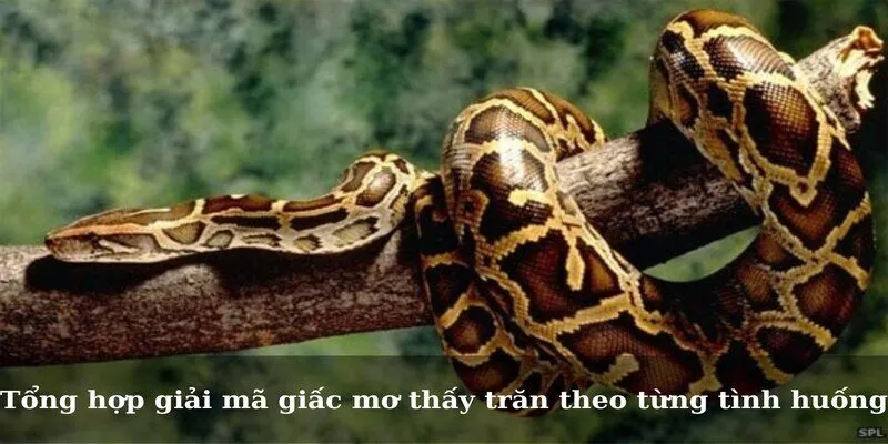 Tổng hợp giải mã giấc mơ thấy trăn theo từng tình huống